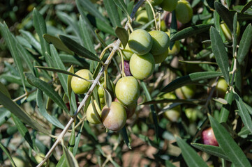 Aceitunas picual verdes en el olivar en noviembre
