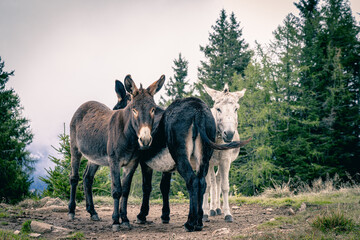 Drei Esel stehen auf einer Weide, blicken in verschiedene Richtungen - Three donkeys stand in a pasture, looking in different directions