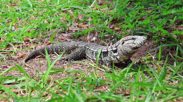 Slow Motion of Tegu Lizard Showing Its Tongue at Bruno Covas Park, S&atilde;o Paulo