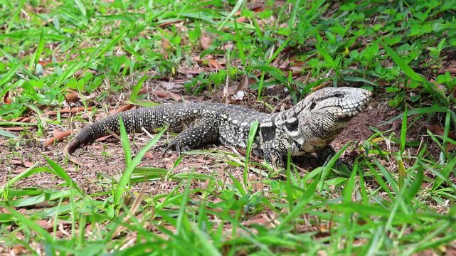 Tegu Lizard Walking Through Bruno Covas Park in S&atilde;o Paulo, Brazil