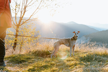 A male whippet in the mountain during sunset