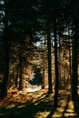 Forest in Pertouli, Greece
