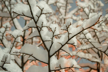 snow on branches