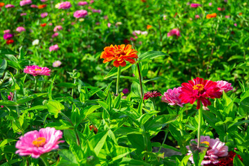 Colorful Zinnia flowers 