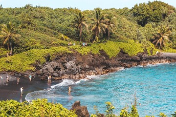 trees on the beach