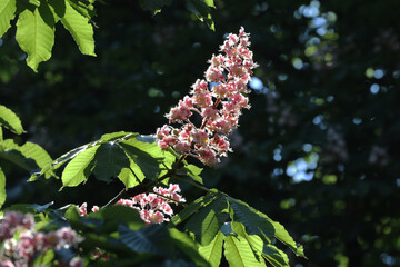 Fleurs de marronnier, rosse-rouge, Aesculus hippocastanum