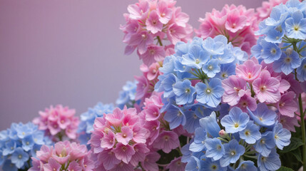 Fototapeta premium Colorful hydrangea flowers blooming against purple background