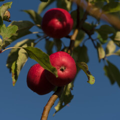 APPLES - Beautiful red fruit on the tree