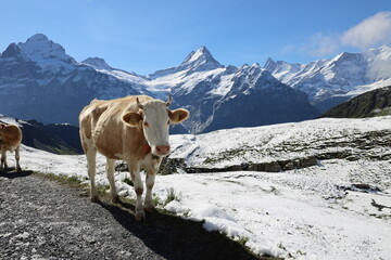 cow in the mountains
