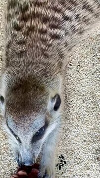 close up of meerkat playing on the sand
