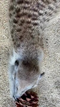 close up of meerkat playing on the sand