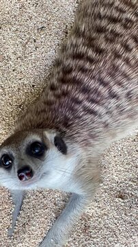close up of meerkat playing on the sand