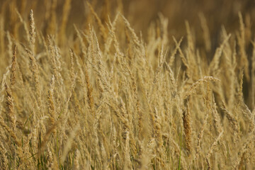 Fototapeta premium beautiful grass in the meadow, blades of grass turning brown in late summer, brown meadow, grasses and seeds, colours of late summer and the beginning of autumn