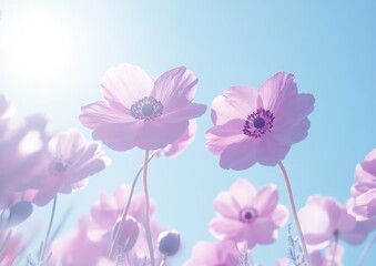 Obraz premium Delicate pink flowers against a blue sky with a soft glow.