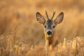 Roebuck - buck (Capreolus capreolus) Roe deer - goat
