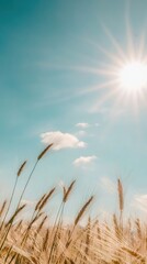 Obraz premium Sunlit Wheat Fields Swaying in the Breeze