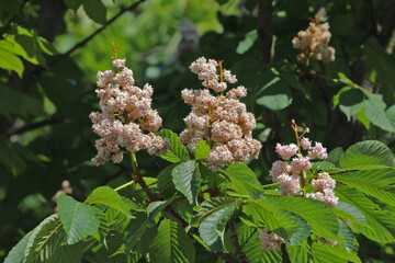 Fleurs doubles de marronnier, blanches
-rosées, Aesculus sp.