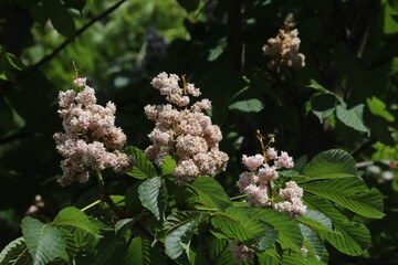 Fleurs doubles de marronnier, blanches
-rosées, Aesculus sp.