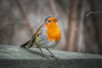 Singendes Rotkehlchen auf der Mauer