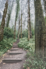 Obraz premium Natural stairs up path through the spring forest natural way concept, road to the woodland. Foggy morning. Walking and enjoying concept. Relaxing with ecological environment, use for spa and freedom