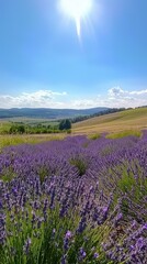 Vibrant Lavender Fields Under Clear Blue Sky