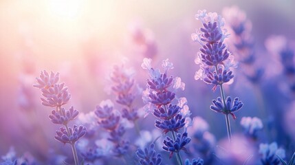Fototapeta premium Lavender flowers in soft pastel sunlight