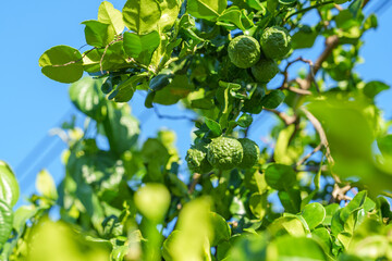 The kaffir lime (Bergamot) fruit is still small on the tree.