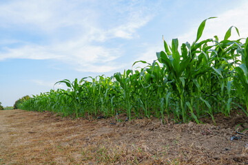 Cornfield in nature calm sunrise.