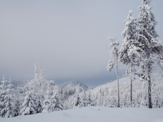 pine trees in snow