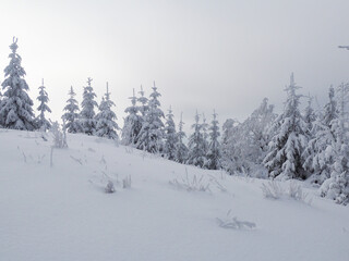 Obraz premium foggy white day in winter mountains