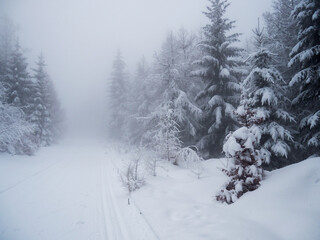 Winter forest scenic