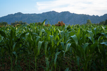 Cornfield in nature in the morning. Peaceful nature morning countryside.