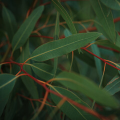 Eucalyptus leaves. branch eucalyptus tree nature background