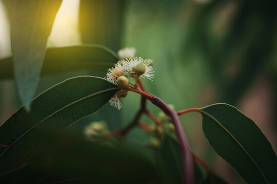 Eucalyptus gum nuts. branch eucalyptus tree nature background