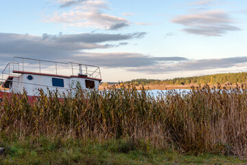 Fototapeta premium Close-up of autumn yellowed reeds and an old boat on a shaded bank. In the background a river and pine forest in the evening sunlight. Blue sky with beautiful low clouds in pink shades