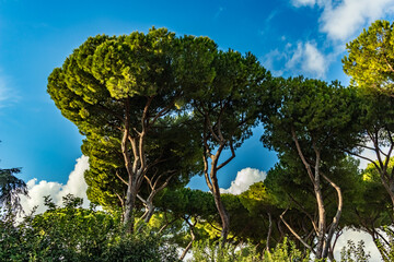 Rome, Italy, EU, Beautiful trees in the park