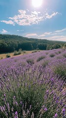 Fototapeta premium Lavender Fields Under Sunlit Sky