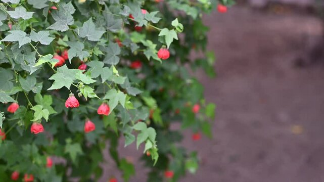Abutilon Plant with Red Bell-Shaped Flowers. Close-up of an Abutilon plant displaying vibrant red, bell-shaped flowers and lush green leaves, growing in an outdoor garden environment.

