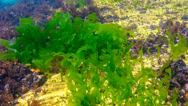 Underwater view of algae in the Black Sea, green algae Ulva and Enteromorpha on rocks at shallow depths