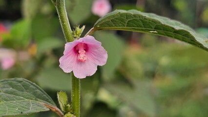 Close up of flower and buds of urena lobata. Caesarweed plant.