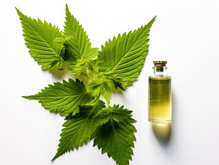 Nettle Leaves and Green Oil Bottle