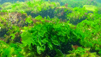 Underwater view of algae in the Black Sea, green algae Ulva and Enteromorpha on rocks at shallow...
