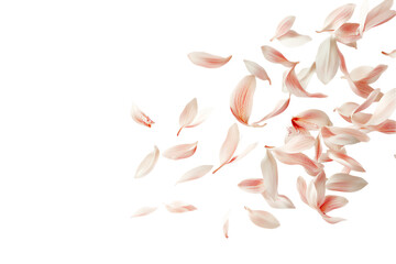 Delicate Pink Petals Falling on Black Background - Floral Art Photography