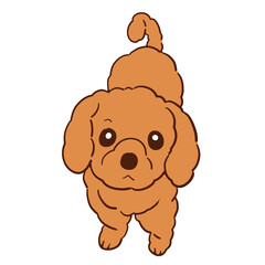 上目遣いでこちらを見ている我が家の愛犬ショコラ