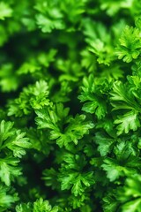 Fototapeta premium Lush green foliage in a natural setting