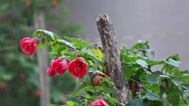 Abutilon Plant with Red Bell-Shaped Flowers. Close-up of an Abutilon plant displaying vibrant red, bell-shaped flowers and lush green leaves, growing in an outdoor garden environment.

