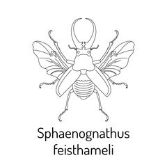 Sphaenognathus feisthameli. Insects. Fauna coloring page. Graphic sketch of an isolated beetle with title. Vector illustration.