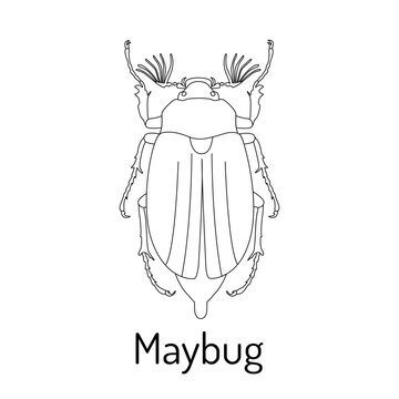 Maybug. Lamellaridae insects. Fauna coloring page. Graphic sketch of an isolated beetle with title. Vector illustration.