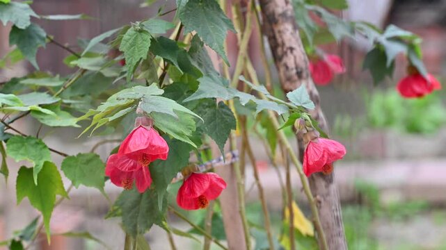Abutilon Plant with Red Bell-Shaped Flowers. Close-up of an Abutilon plant displaying vibrant red, bell-shaped flowers and lush green leaves, growing in an outdoor garden environment.

