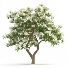 Obraz premium Chitalpa 5295, white